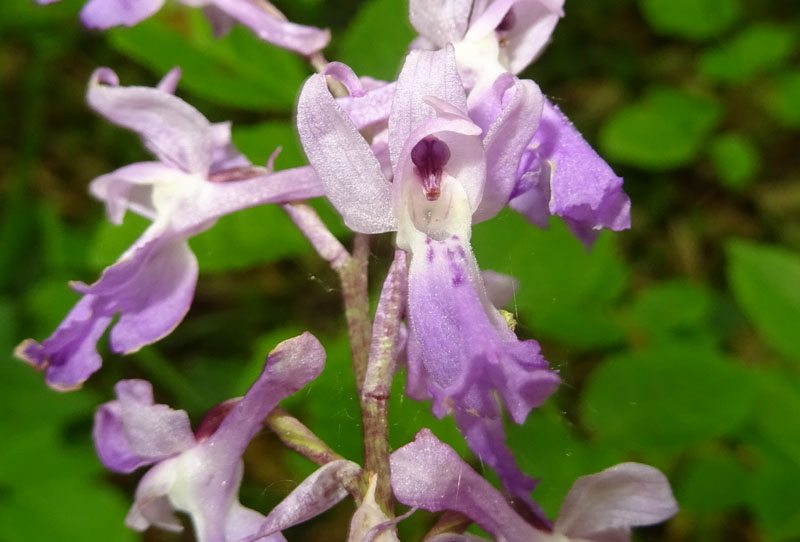 Orchis mascula subsp. speciosa